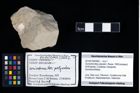 Foto (Objekt + Etikett) von Goniodromites polyodon (Reuss, 1858)  (NHMW-GEO-2014-0194-0992)